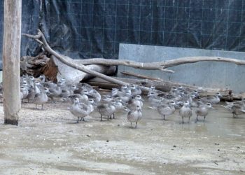 Llegan al zoo de Jerez más de 300 huevos de cercetas pardillas procedentes de una acción de rescate