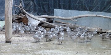 Llegan al zoo de Jerez más de 300 huevos de cercetas pardillas procedentes de una acción de rescate