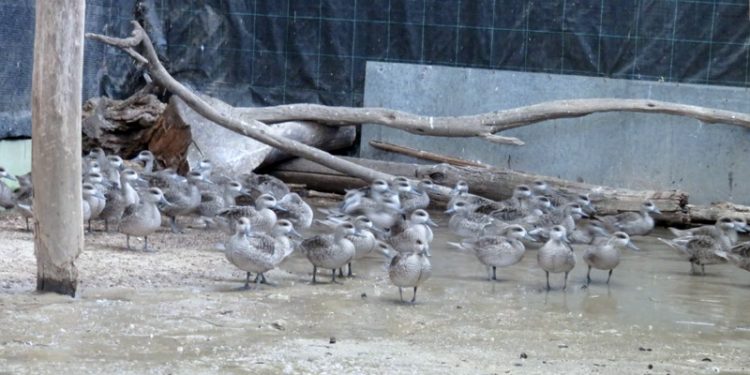 Llegan al zoo de Jerez más de 300 huevos de cercetas pardillas procedentes de una acción de rescate