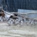 Llegan al zoo de Jerez más de 300 huevos de cercetas pardillas procedentes de una acción de rescate