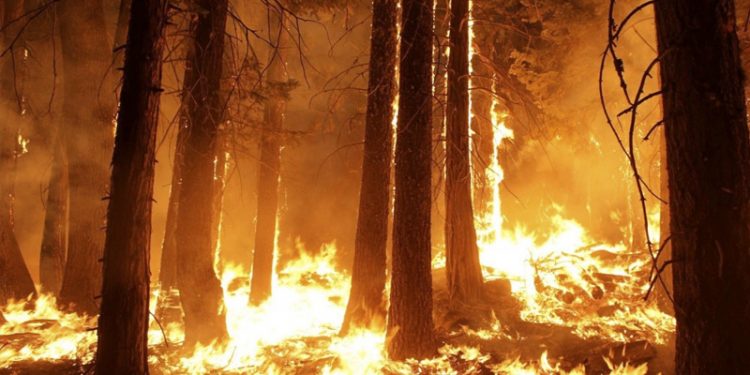 Presentadas más de 77.000 para prohibir fumar en los parques nacionales