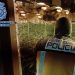 Desmanteladas siete plantaciones de marihuana en Sanlúcar de Barrameda