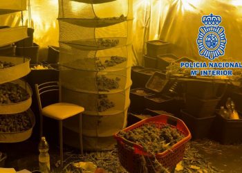 Sorprendidos en el interior de una vivienda mientras manipulaban cogollos de marihuana que habían extraído de un cultivo indoor