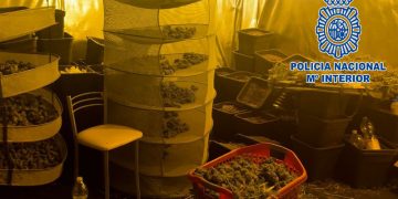 Sorprendidos en el interior de una vivienda mientras manipulaban cogollos de marihuana que habían extraído de un cultivo indoor